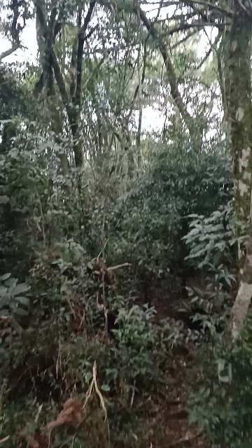 WelSnap Video